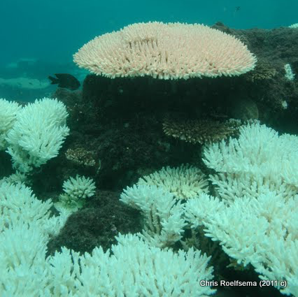 Kepple Coral Reef